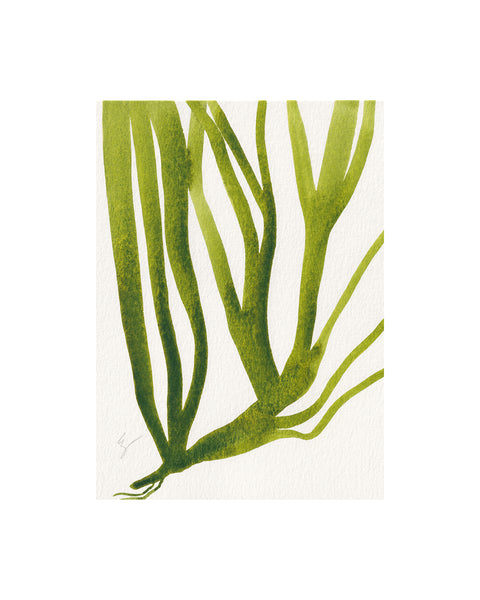 Island Seaweed III (Original Framed Watercolour)