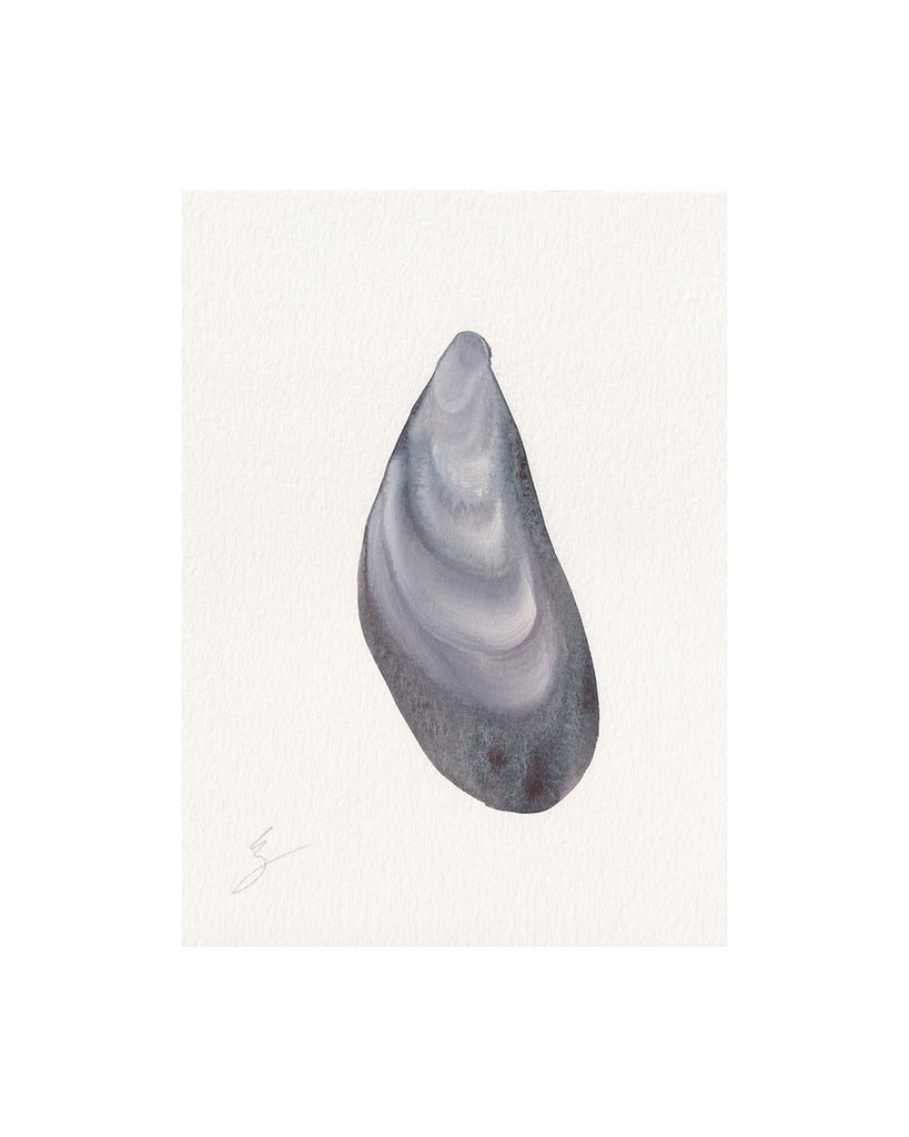 Mussel Shell No.5 (Original Framed Watercolour)