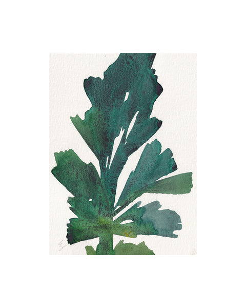 Island Seaweed VII (Original Framed Watercolour)