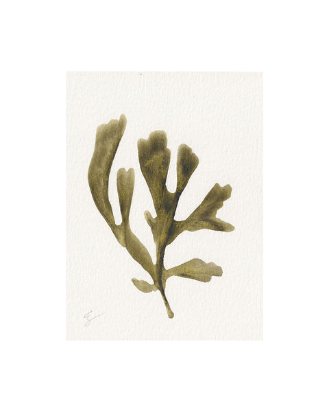 Island Seaweed IX (Original Framed Watercolour)