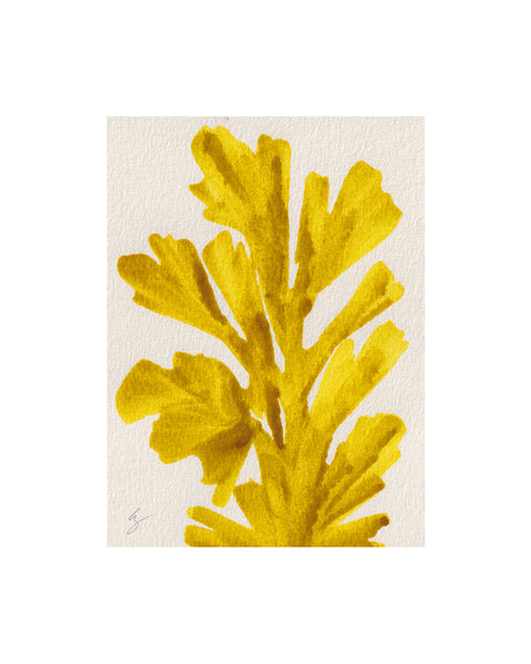 Island Seaweed X (Original Framed Watercolour)