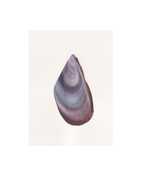 Mussel Shell No.6 (Original Framed Watercolour)