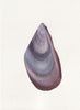 Mussel Shell No.6 (Original Framed Watercolour)