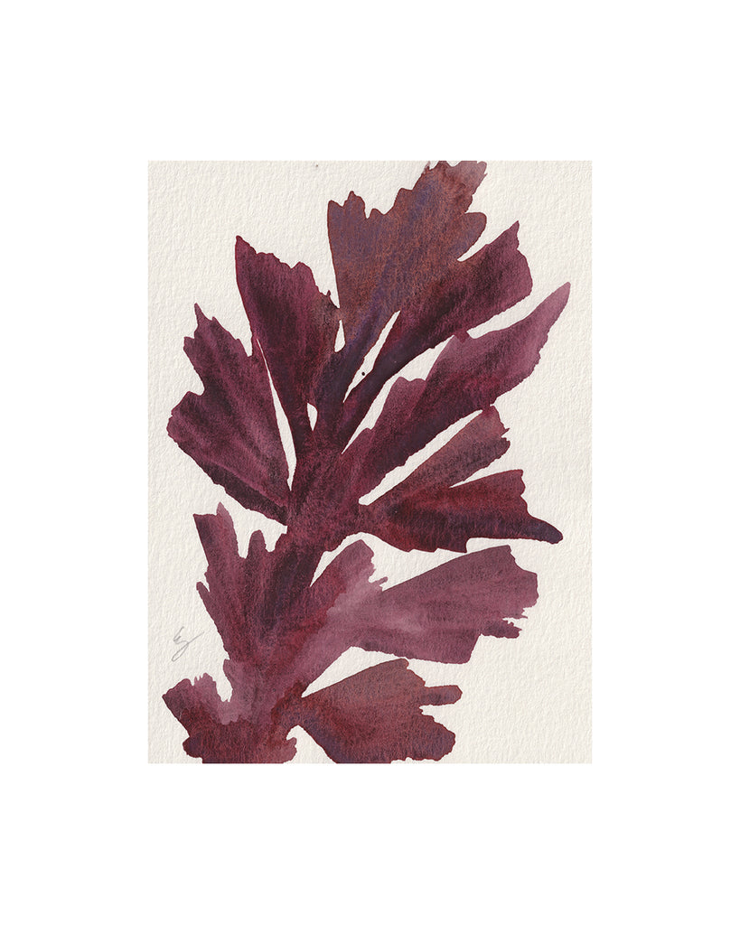 Island Seaweed XIII (Original Framed Watercolour)