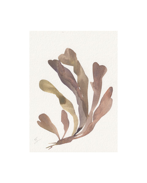 Island Seaweed XVI (Original Framed Watercolour)