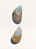 Pair of Mussel Shells I (Original Framed Watercolour)