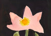 Early Tulip & Buttercup (Large Limited Edition Print)