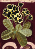 Gold Lace Primula (Large Limited Edition Print)