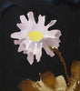 Bellis Daisy (Original Framed Painting)
