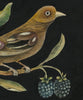 Bird with Blackberries (Original Painted Panel)