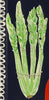 The Vegetable Garden (Original Collage Framed)