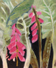 Chard & Foxglove (Original Oil Painting)