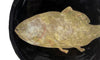 Fish II (Handmade Plate)