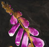 Foxglove (Large Limited Edition Print)