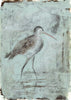 Godwit Walking (Original Framed Painting)