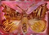 Herald Moth (Original Framed Painting)