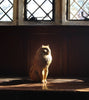 Golden Cat (Ceramic Sculpture)