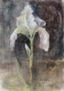 Iris Florentina (Original Painted Panel)