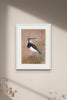 Painted Bird | Lapwing