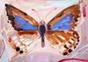 Long Tailed Blue Butterfly (Original Framed Painting)