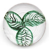 Magnolia Leaf II