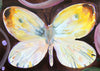 Male Orange Tip Butterfly (Original Framed Painting)