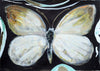 Orange Tip Butterfly (Original Framed Painting)