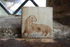 Otter Looking Back (Handmade Tile)