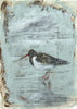 Oyster Catcher (Original Framed Painting)