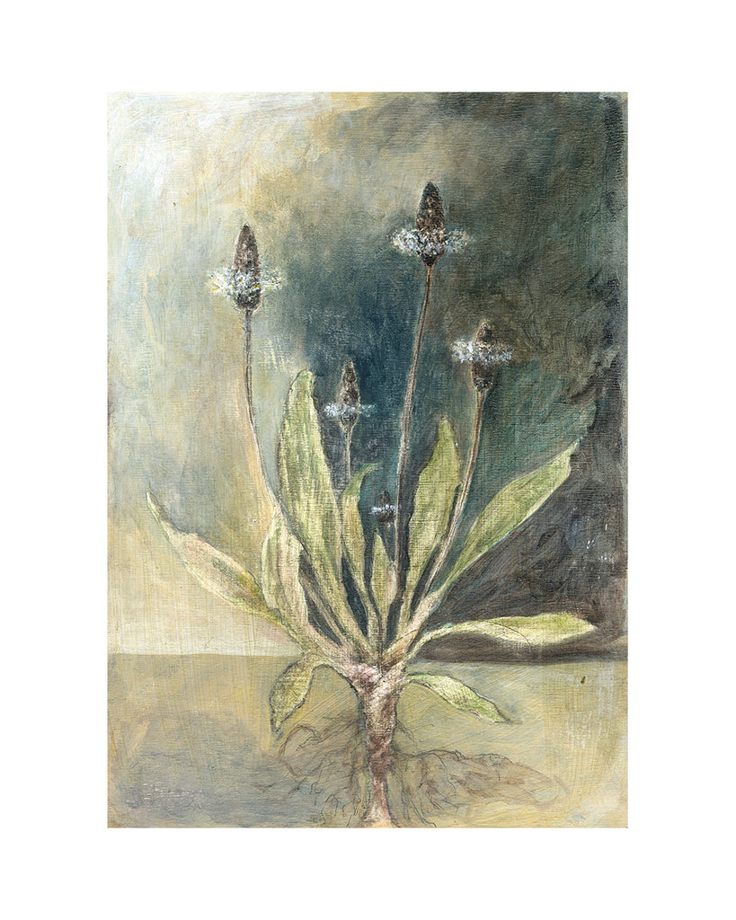 Ribwort Plantain (Limited Edition Print)