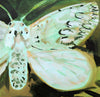 Puss Moth Green (Original Framed Painting)