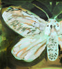 Puss Moth Green (Original Framed Painting)