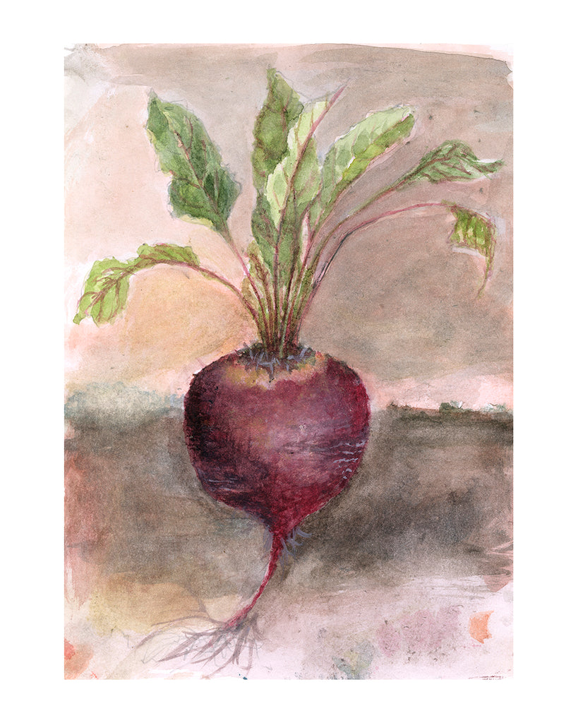 Study for Beetroot (Limited Edition Print)