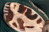 Garden Tiger Moth (Original Framed Painting)