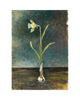 Wild Daffodil (Limited Edition Print)