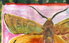 Large Yellow Underwing (Original Framed Painting)