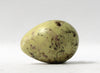 Ringed Plover - Museum Egg (with stand)