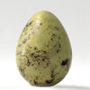 Ringed Plover - Museum Egg (with stand)