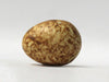 Tree Sparrow (Rust) - Museum Egg (with stand)