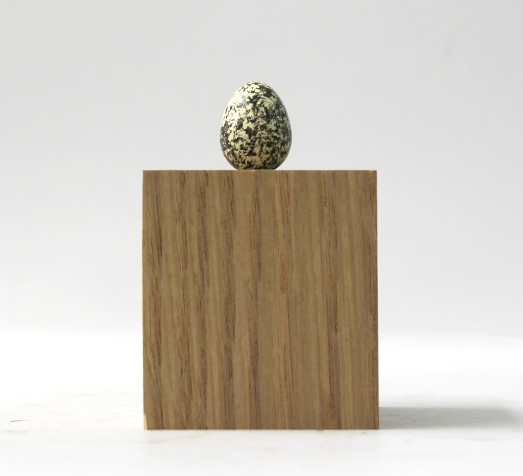Wood Warbler (Black) - Museum Egg (with stand)