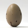 Arctic Skua - Museum Egg (with stand)