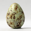Dunlin - Museum Egg (with stand)