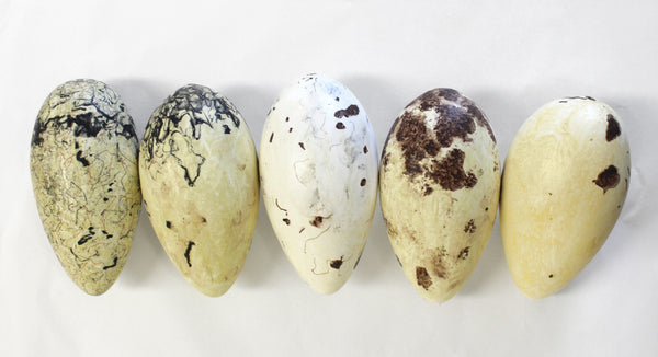 Great Auk No.25 - Museum Egg (with stand) – THE SHOP FLOOR