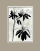 Ruskin's Garden: Azalea specimen