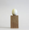 SALE: Barn Owl - Museum Egg (with stand)
