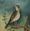 Original Painted Panel - Blackbird and Song Thrush