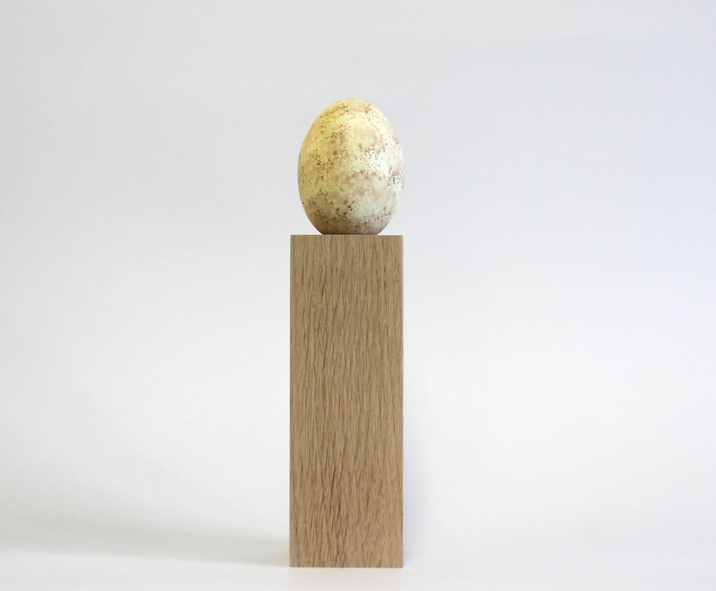 Buzzard Common - Museum Egg (with stand)