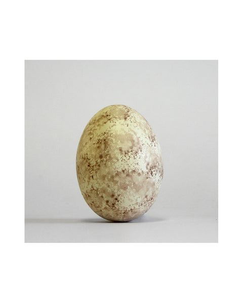 Buzzard Common - Museum Egg (with stand)