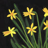 Daffodils I (Limited Edition Print)
