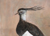 Painted Bird | Lapwing